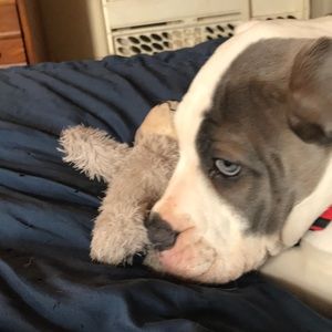 Meet your Posher, Jasmine